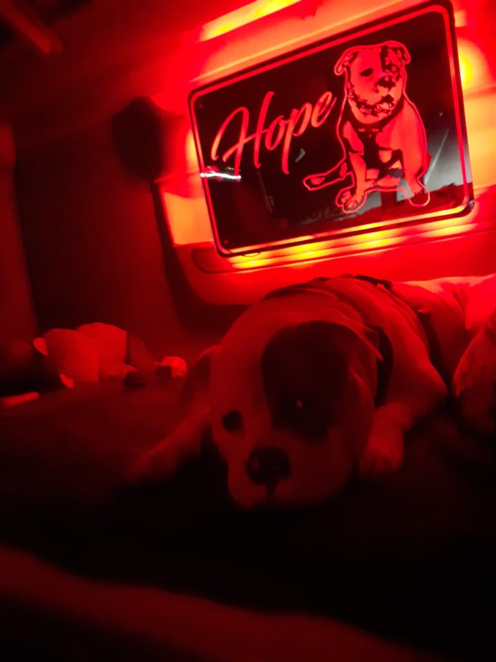 LED SPEGEL - HUND 1 image 0